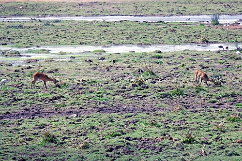 Kenia (240)